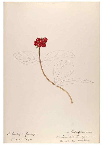 Reproducción/Reproduction 48792318173: [Water-color sketches of plants of North America and Europe]. . 