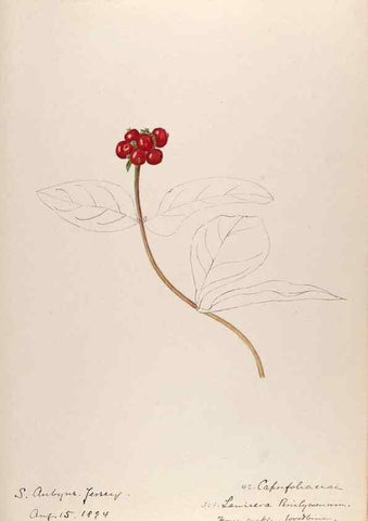 Reproducción/Reproduction 48792318173: [Water-color sketches of plants of North America and Europe]. . 