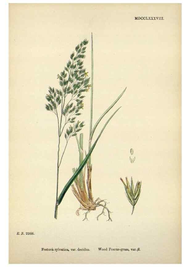 Reproducción/Reproduction 48750430441: English botany, or, Coloured figures of British plants /. London :R. Hardwicke,1863-1886.. 