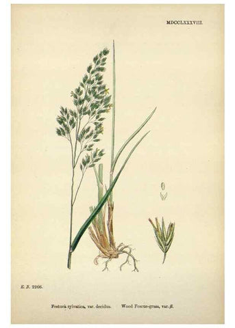 Reproducción/Reproduction 48750430441: English botany, or, Coloured figures of British plants /. London :R. Hardwicke,1863-1886.. 