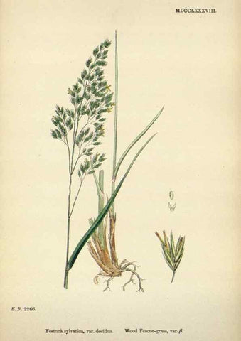 Reproducción/Reproduction 48750430441: English botany, or, Coloured figures of British plants /. London :R. Hardwicke,1863-1886.. 