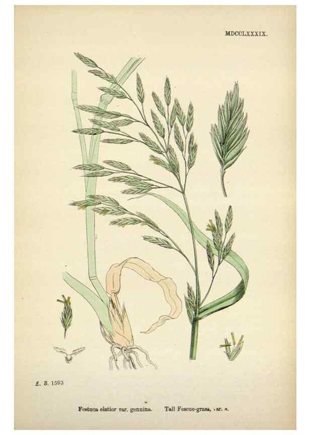 Reproducción/Reproduction 48750618947: English botany, or, Coloured figures of British plants /. London :R. Hardwicke,1863-1886.. 