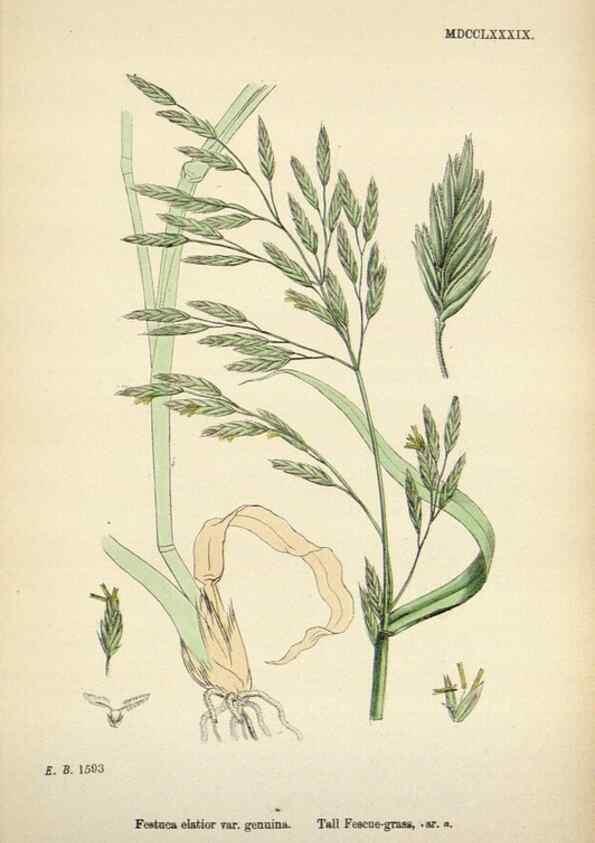 Reproducción/Reproduction 48750618947: English botany, or, Coloured figures of British plants /. London :R. Hardwicke,1863-1886.. 
