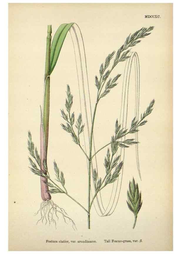 Reproducción/Reproduction 48750431196: English botany, or, Coloured figures of British plants /. London :R. Hardwicke,1863-1886.. 