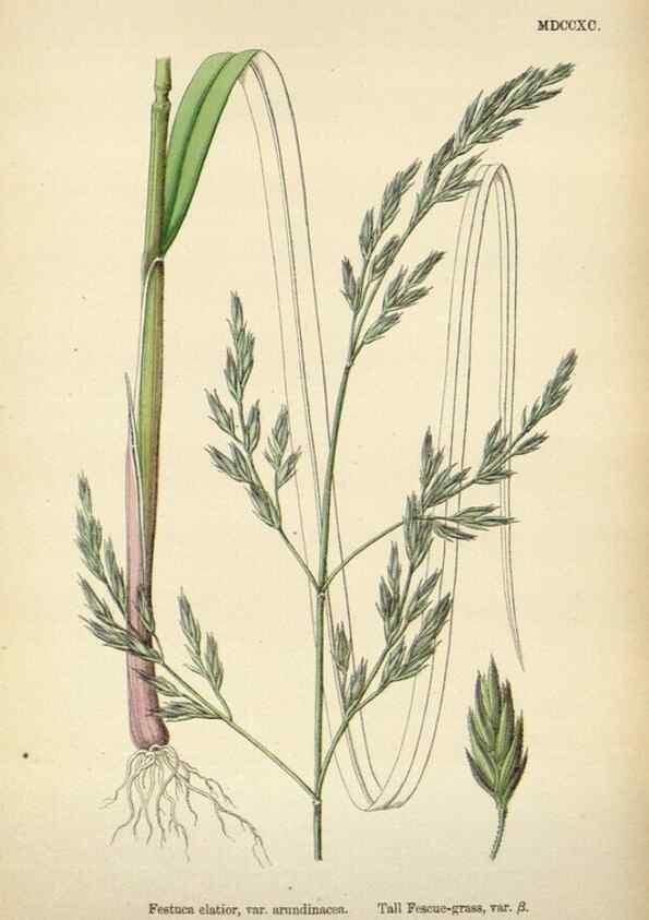Reproducción/Reproduction 48750431196: English botany, or, Coloured figures of British plants /. London :R. Hardwicke,1863-1886.. 