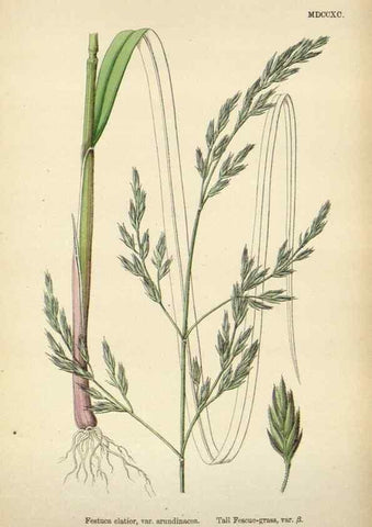 Reproducción/Reproduction 48750431196: English botany, or, Coloured figures of British plants /. London :R. Hardwicke,1863-1886.. 