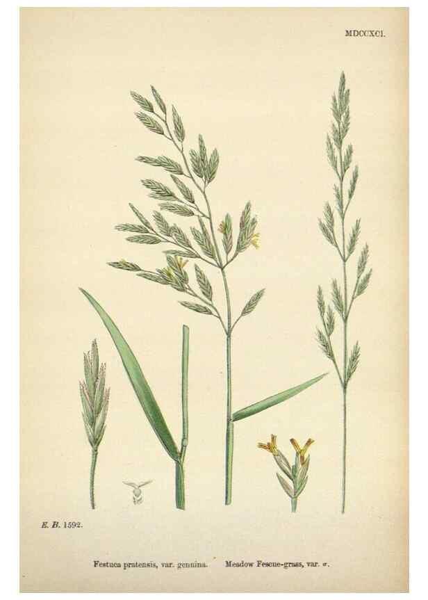Reproducción/Reproduction 48750431476: English botany, or, Coloured figures of British plants /. London :R. Hardwicke,1863-1886.. 