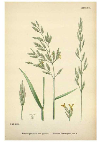 Reproducción/Reproduction 48750431476: English botany, or, Coloured figures of British plants /. London :R. Hardwicke,1863-1886.. 