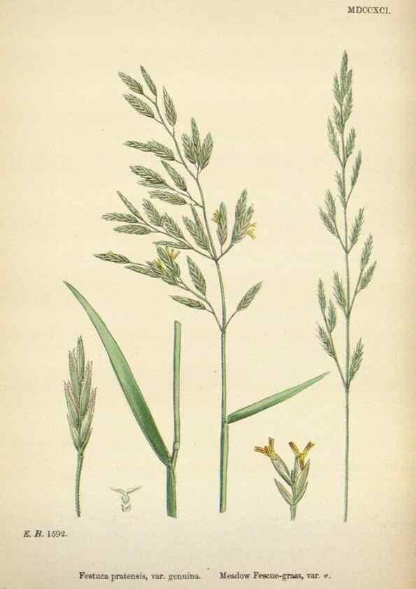 Reproducción/Reproduction 48750431476: English botany, or, Coloured figures of British plants /. London :R. Hardwicke,1863-1886.. 