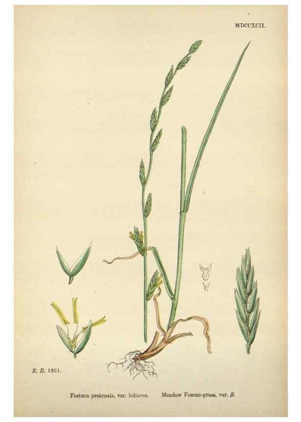 Reproducción/Reproduction 48750619707: English botany, or, Coloured figures of British plants /. London :R. Hardwicke,1863-1886.. 
