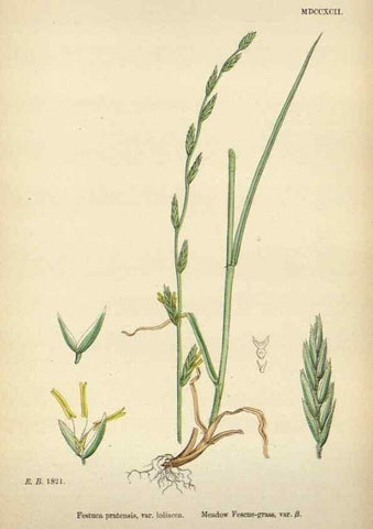 Reproducción/Reproduction 48750619707: English botany, or, Coloured figures of British plants /. London :R. Hardwicke,1863-1886.. 
