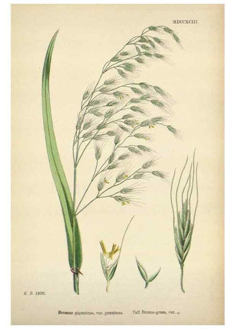 Reproducción/Reproduction 48750432216: English botany, or, Coloured figures of British plants /. London :R. Hardwicke,1863-1886.. 
