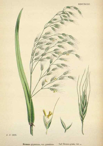 Reproducción/Reproduction 48750432216: English botany, or, Coloured figures of British plants /. London :R. Hardwicke,1863-1886.. 