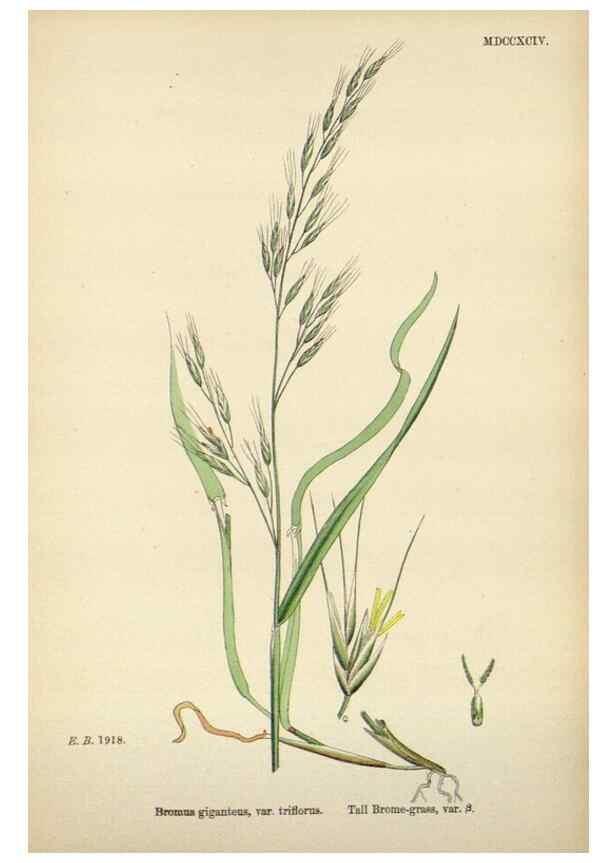 Reproducción/Reproduction 48750104428: English botany, or, Coloured figures of British plants /. London :R. Hardwicke,1863-1886.. 