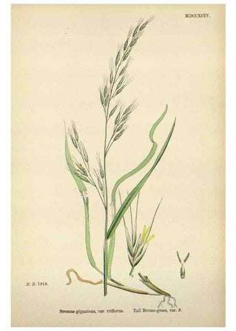 Reproducción/Reproduction 48750104428: English botany, or, Coloured figures of British plants /. London :R. Hardwicke,1863-1886.. 