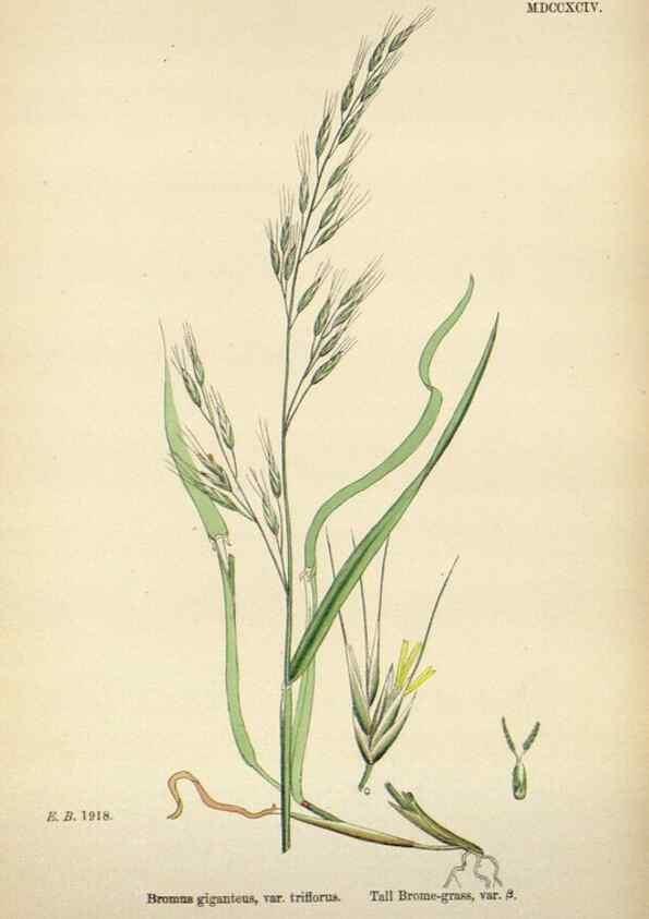 Reproducción/Reproduction 48750104428: English botany, or, Coloured figures of British plants /. London :R. Hardwicke,1863-1886.. 