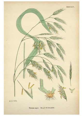 Reproducción/Reproduction 48750620567: English botany, or, Coloured figures of British plants /. London :R. Hardwicke,1863-1886.. 