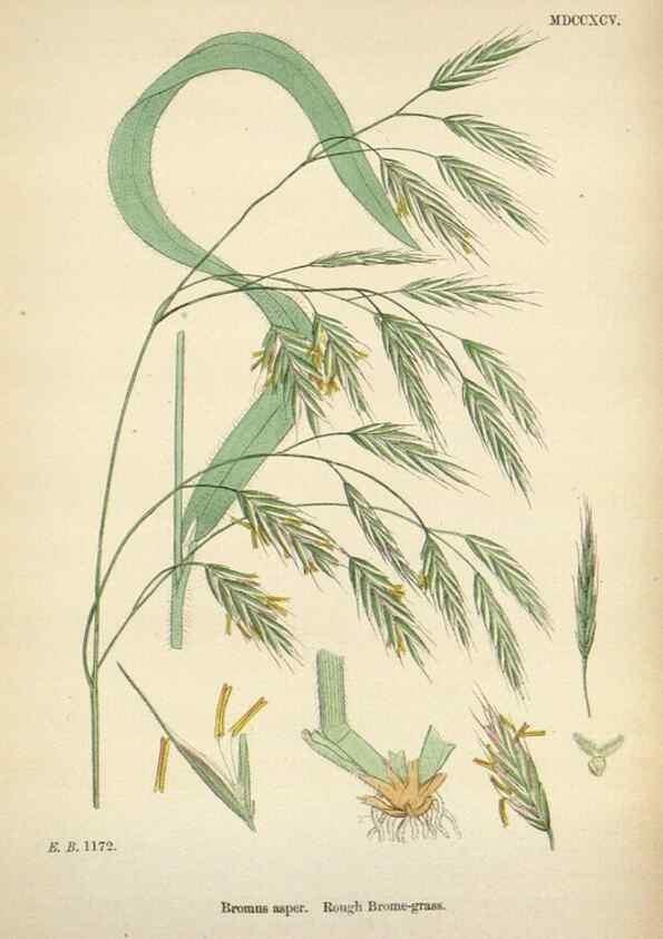 Reproducción/Reproduction 48750620567: English botany, or, Coloured figures of British plants /. London :R. Hardwicke,1863-1886.. 