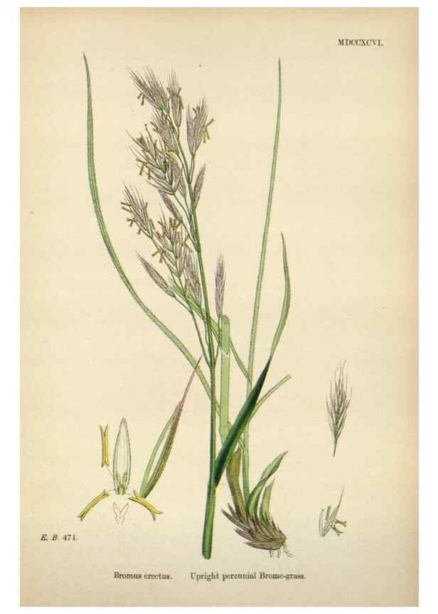 Reproducción/Reproduction 48750620972: English botany, or, Coloured figures of British plants /. London :R. Hardwicke,1863-1886.. 