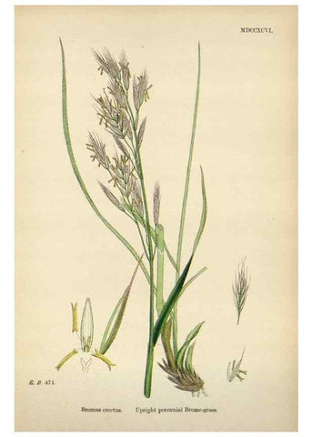 Reproducción/Reproduction 48750620972: English botany, or, Coloured figures of British plants /. London :R. Hardwicke,1863-1886.. 