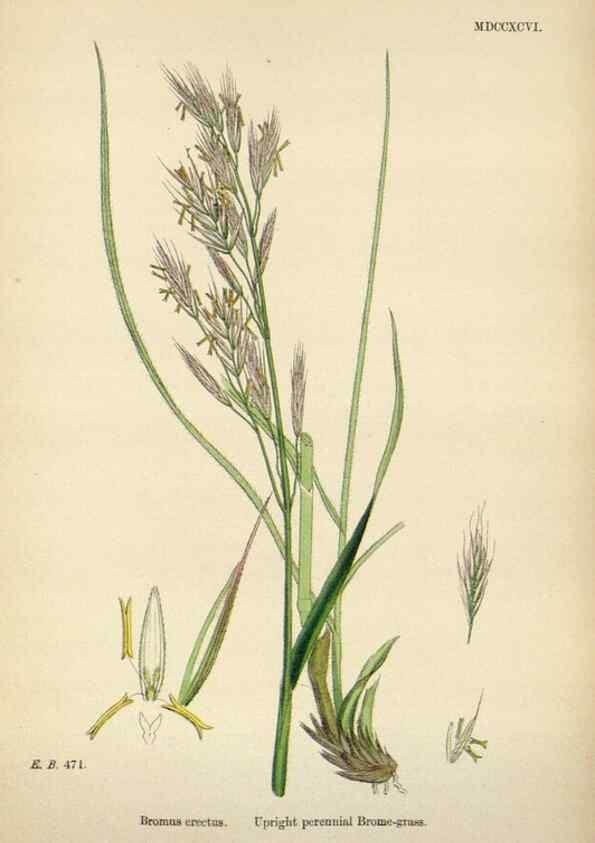 Reproducción/Reproduction 48750620972: English botany, or, Coloured figures of British plants /. London :R. Hardwicke,1863-1886.. 