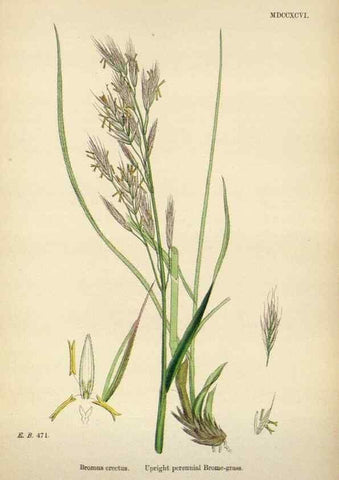 Reproducción/Reproduction 48750620972: English botany, or, Coloured figures of British plants /. London :R. Hardwicke,1863-1886.. 