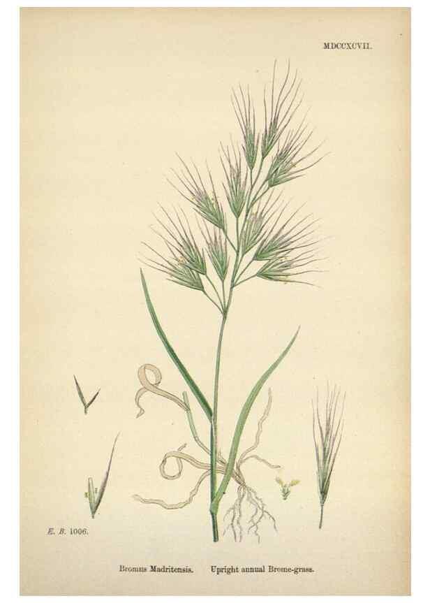 Reproducción/Reproduction 48750433356: English botany, or, Coloured figures of British plants /. London :R. Hardwicke,1863-1886.. 
