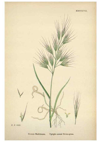 Reproducción/Reproduction 48750433356: English botany, or, Coloured figures of British plants /. London :R. Hardwicke,1863-1886.. 