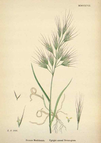 Reproducción/Reproduction 48750433356: English botany, or, Coloured figures of British plants /. London :R. Hardwicke,1863-1886.. 