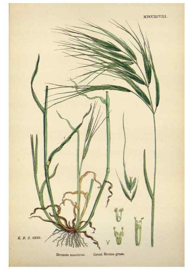 Reproducción/Reproduction 48750433711: English botany, or, Coloured figures of British plants /. London :R. Hardwicke,1863-1886.. 