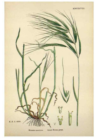 Reproducción/Reproduction 48750433711: English botany, or, Coloured figures of British plants /. London :R. Hardwicke,1863-1886.. 