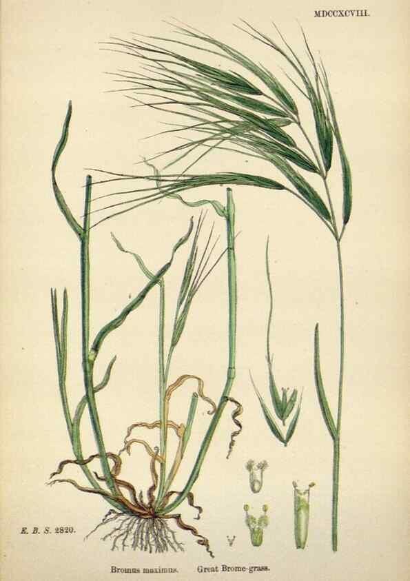 Reproducción/Reproduction 48750433711: English botany, or, Coloured figures of British plants /. London :R. Hardwicke,1863-1886.. 