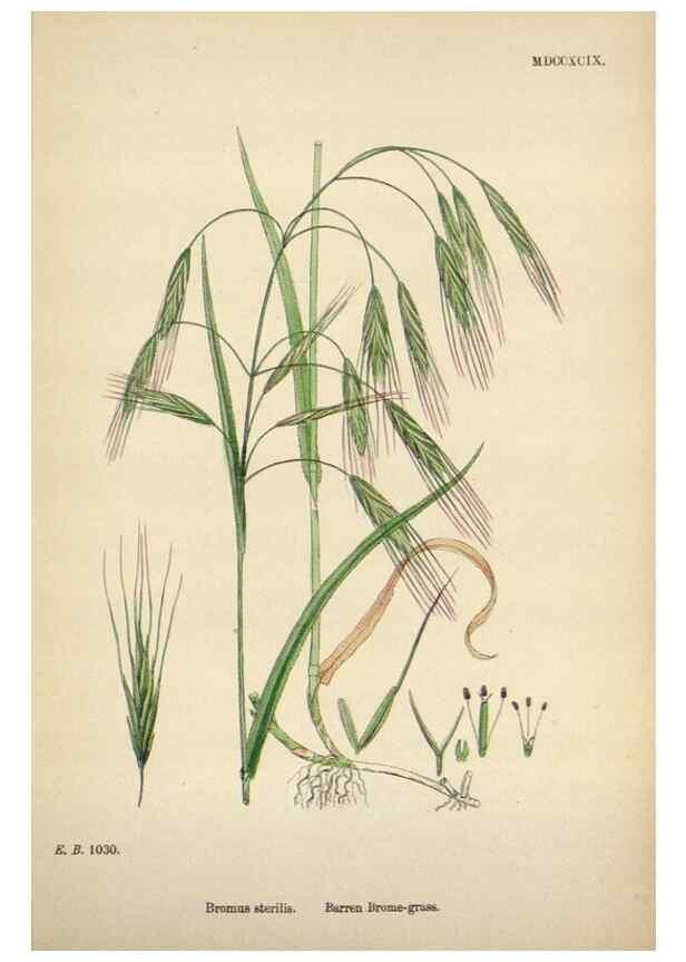 Reproducción/Reproduction 48750433951: English botany, or, Coloured figures of British plants /. London :R. Hardwicke,1863-1886.. 