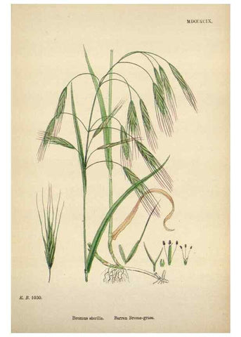 Reproducción/Reproduction 48750433951: English botany, or, Coloured figures of British plants /. London :R. Hardwicke,1863-1886.. 