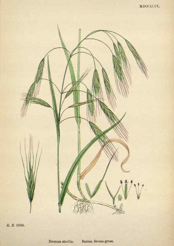 Reproducción/Reproduction 48750433951: English botany, or, Coloured figures of British plants /. London :R. Hardwicke,1863-1886.. 