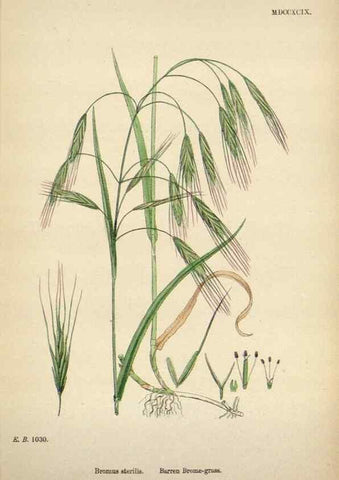 Reproducción/Reproduction 48750433951: English botany, or, Coloured figures of British plants /. London :R. Hardwicke,1863-1886.. 