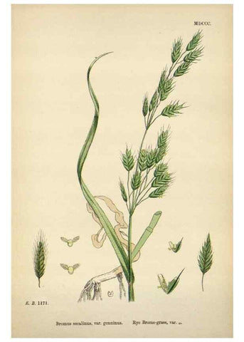 Reproducción/Reproduction 48750622012: English botany, or, Coloured figures of British plants /. London :R. Hardwicke,1863-1886.. 