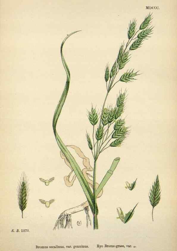 Reproducción/Reproduction 48750622012: English botany, or, Coloured figures of British plants /. London :R. Hardwicke,1863-1886.. 