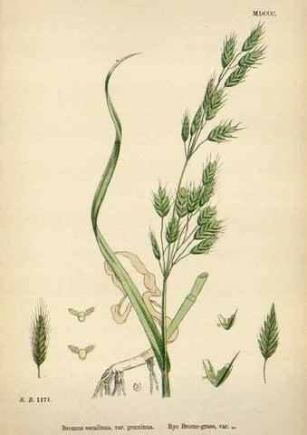 Reproducción/Reproduction 48750622012: English botany, or, Coloured figures of British plants /. London :R. Hardwicke,1863-1886.. 