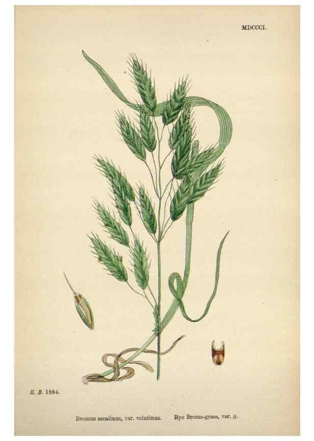 Reproducción/Reproduction 48750106223: English botany, or, Coloured figures of British plants /. London :R. Hardwicke,1863-1886.. 