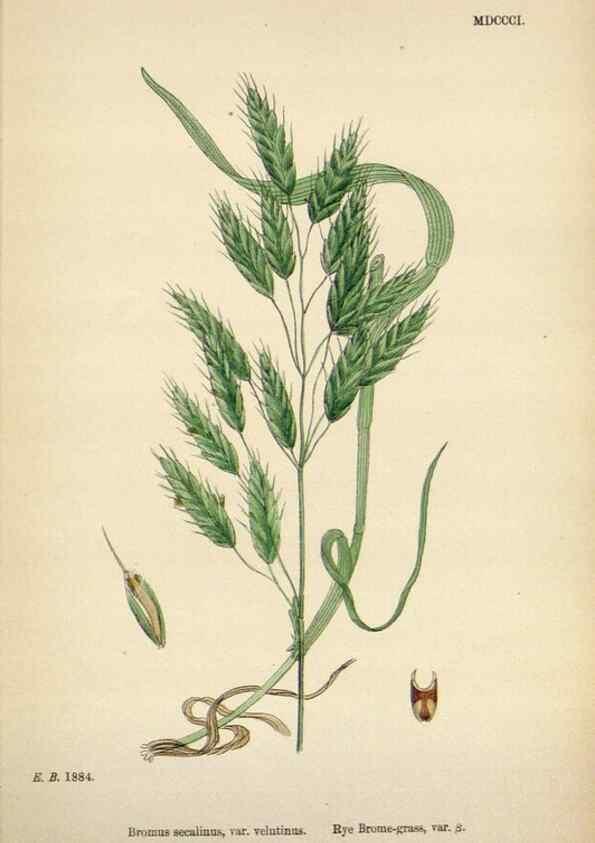Reproducción/Reproduction 48750106223: English botany, or, Coloured figures of British plants /. London :R. Hardwicke,1863-1886.. 