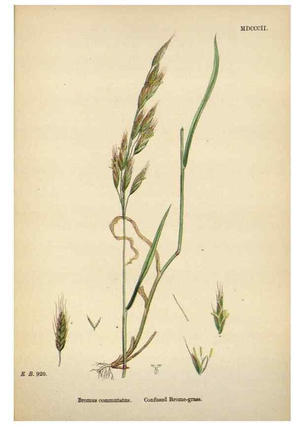 Reproducción/Reproduction 48750434561: English botany, or, Coloured figures of British plants /. London :R. Hardwicke,1863-1886.. 