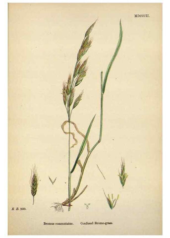Reproducción/Reproduction 48750434561: English botany, or, Coloured figures of British plants /. London :R. Hardwicke,1863-1886.. 