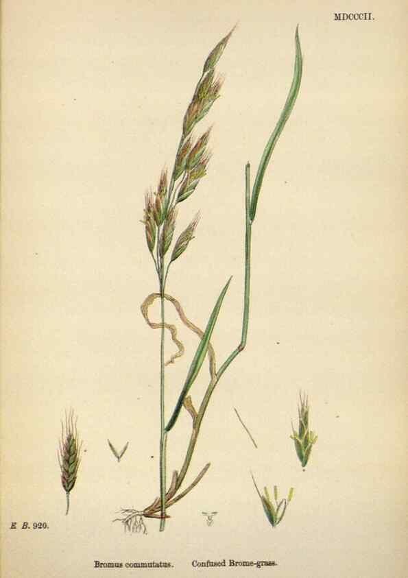 Reproducción/Reproduction 48750434561: English botany, or, Coloured figures of British plants /. London :R. Hardwicke,1863-1886.. 