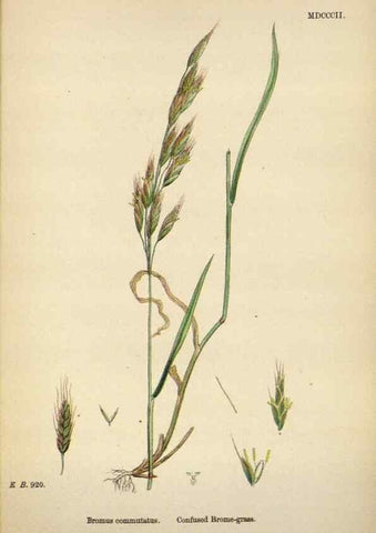 Reproducción/Reproduction 48750434561: English botany, or, Coloured figures of British plants /. London :R. Hardwicke,1863-1886.. 