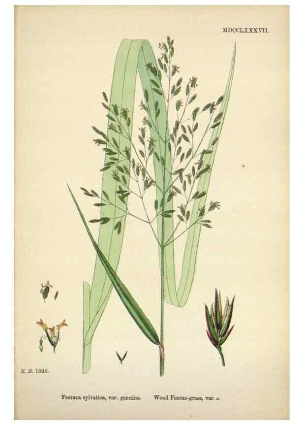 Reproducción/Reproduction 48750430046: English botany, or, Coloured figures of British plants /. London :R. Hardwicke,1863-1886.. 