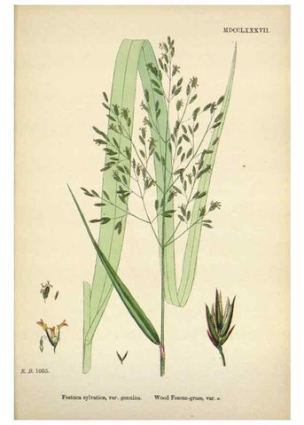 Reproducción/Reproduction 48750430046: English botany, or, Coloured figures of British plants /. London :R. Hardwicke,1863-1886.. 