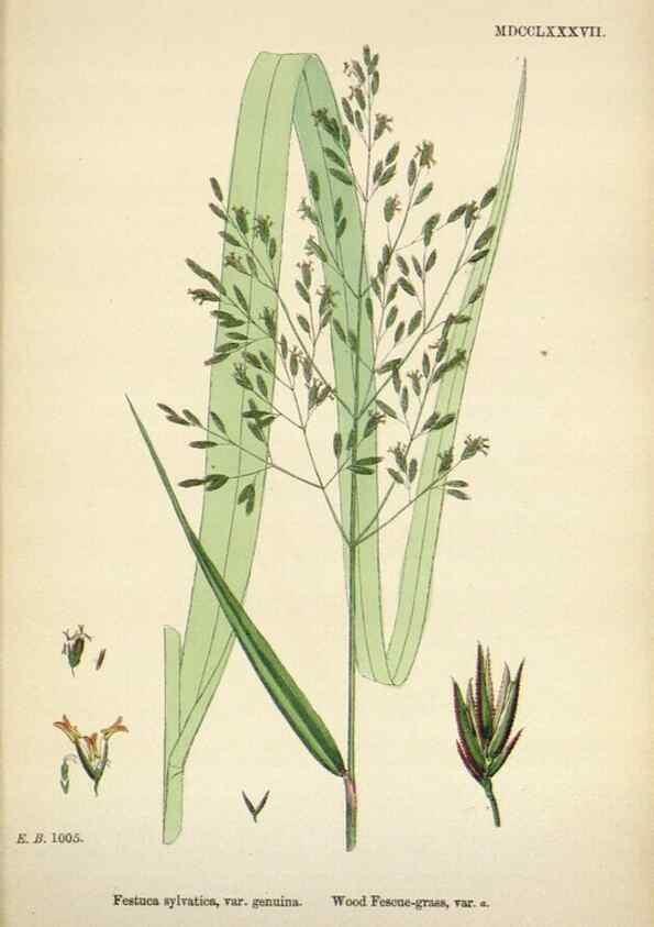 Reproducción/Reproduction 48750430046: English botany, or, Coloured figures of British plants /. London :R. Hardwicke,1863-1886.. 