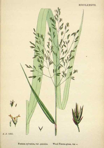 Reproducción/Reproduction 48750430046: English botany, or, Coloured figures of British plants /. London :R. Hardwicke,1863-1886.. 