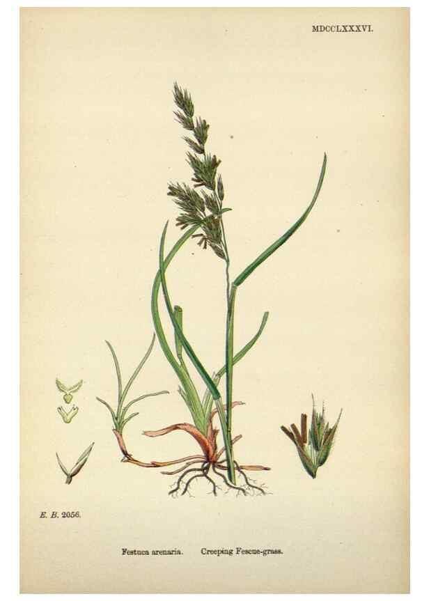 Reproducción/Reproduction 48750617642: English botany, or, Coloured figures of British plants /. London :R. Hardwicke,1863-1886.. 